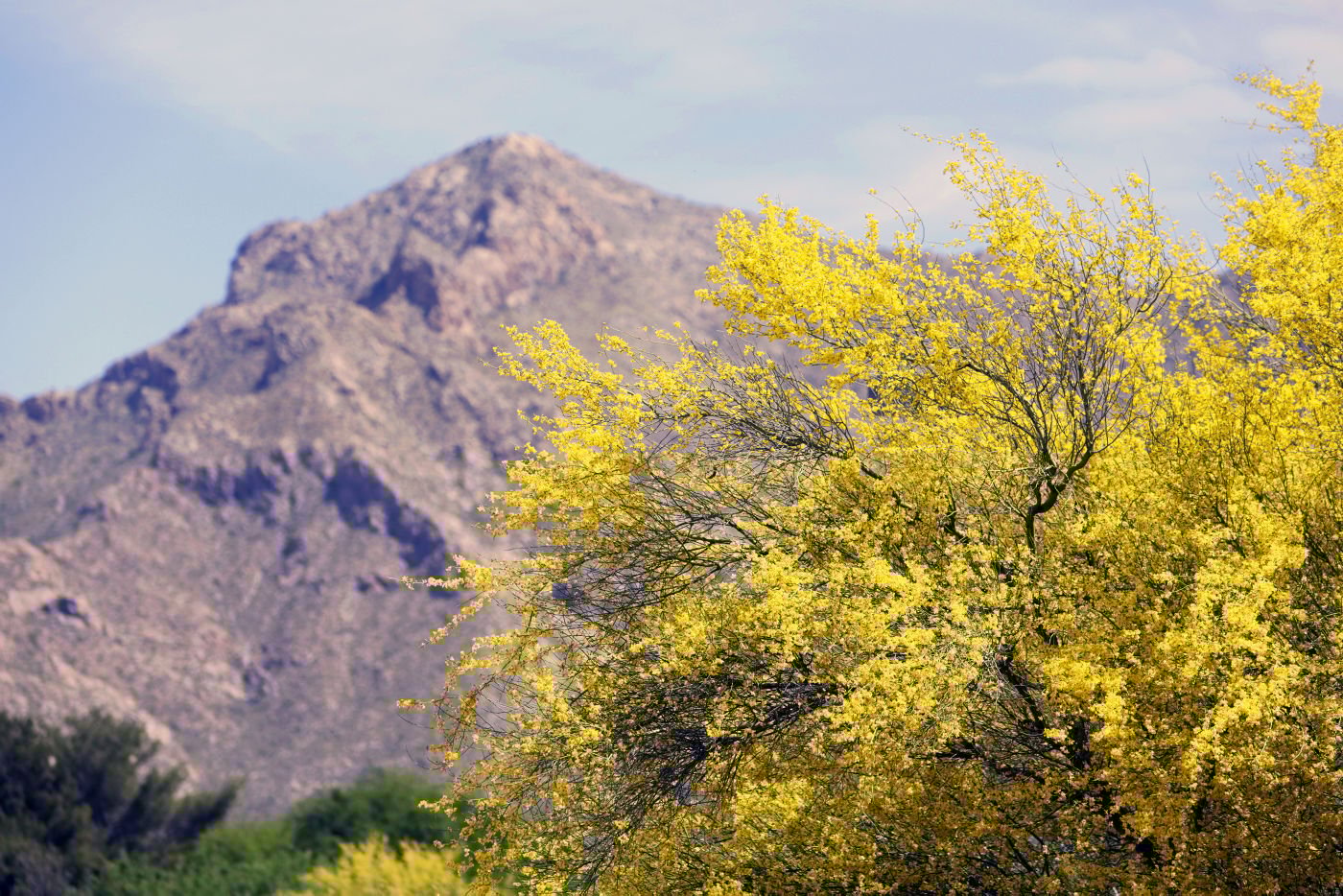 Palo Verde